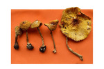 Amanita flavoconia by Kathleen R. White, Jacqueline A. Jergensen, and Ada Lam