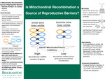 Is Mitochondrial Recombination a Source of Reproductive Barriers?